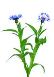 cornflower royalty-vrije stock foto cornflower royalty-vrije stock foto