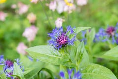 cornflower stock foto cornflower stock foto