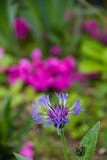 Cornflower στον κήπο Στοκ εικόνα με δικαίωμα ελεύθερης χρήσης Cornflower στον κήπο Στοκ εικόνα με δικαίωμα ελεύθερης χρήσης