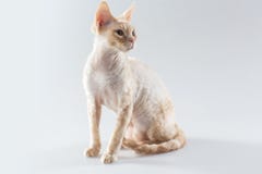 Cornish Rex kitten posing and looking to the side