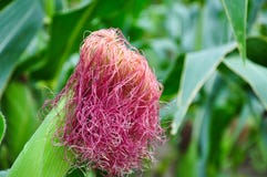 corns imagem de stock corns imagem de stock