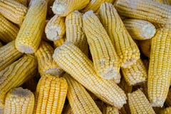 corns foto de stock royalty free corns foto de stock royalty free
