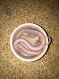 Cornsnake stock image Cornsnake stock image