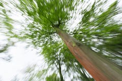 Corona dell'albero da sotto vago fotografia stock libera da diritti Corona dell'albero da sotto vago fotografia stock libera da diritti