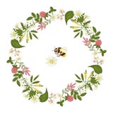 Corona di vettore dell'acacia, erica, camomilla, grano saraceno royalty illustrazione gratis Corona di vettore dell'acacia, erica, camomilla, grano saraceno royalty illustrazione gratis