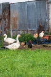 Corral geese rooster and chickens royalty free stock photo Corral geese rooster and chickens royalty free stock photo