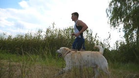 Corrida do homem novo exterior com seu cão Labrador ou golden retriever que movimentam-se com seu proprietário masculino na natur video estoque Corrida do homem novo exterior com seu cão Labrador ou golden retriever que movimentam-se com seu proprietário masculino na natur video estoque