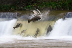 Corrida dos salmões imagens de stock Corrida dos salmões imagens de stock