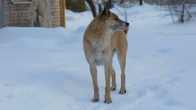 Corridas sós com fome desabrigadas do cão ao longo da rua no inverno video estoque Corridas sós com fome desabrigadas do cão ao longo da rua no inverno video estoque