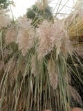 Cortaderia Selloana photographie stock Cortaderia Selloana photographie stock
