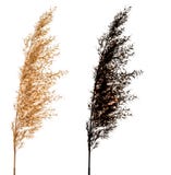 Cortaderia Selloana d'isolement sur le fond blanc avec l'alpha masque noir photos libres de droits Cortaderia Selloana d'isolement sur le fond blanc avec l'alpha masque noir photos libres de droits