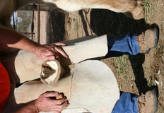 Cortar un enganche del caballo imagenes de archivo Cortar un enganche del caballo imagenes de archivo