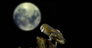 Coruja de celeiro, tyto alba, adulto que olha ao redor na lua, Normandy vídeos de arquivo Coruja de celeiro, tyto alba, adulto que olha ao redor na lua, Normandy vídeos de arquivo