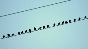 Corvos em uma linha eléctrica vídeos de arquivo Corvos em uma linha eléctrica vídeos de arquivo
