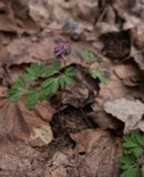 Corydalis intermedia blaue Blumen im botanischen Garten, Ukraine Stockfotos Corydalis intermedia blaue Blumen im botanischen Garten, Ukraine Stockfotos