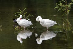 Coscorobagans, Coscoroba Swan, Coscoroba coscoroba stock photos Coscorobagans, Coscoroba Swan, Coscoroba coscoroba stock photos