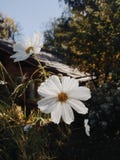 Cosmos in bloom royalty free stock photo Cosmos in bloom royalty free stock photo