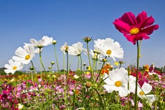 Cosmos Flower Stock Images