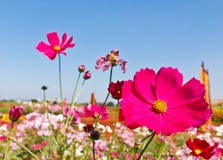Cosmos Flower Stock Photos Cosmos Flower Stock Photos