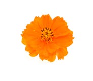 Cosmos Flower Royalty Free Stock Image Cosmos Flower Royalty Free Stock Image