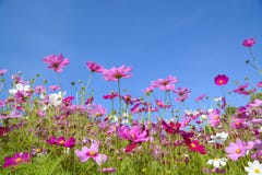 Cosmos flowers with the blue sky stock photo Cosmos flowers with the blue sky stock photo