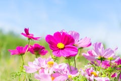 Cosmos pink flowers Royalty Free Stock Photos Cosmos pink flowers Royalty Free Stock Photos