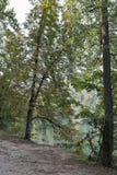 Costa do lago autumn Bled com árvores fotografia de stock Costa do lago autumn Bled com árvores fotografia de stock