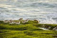Costa dos Sanderlings fotografia de stock Costa dos Sanderlings fotografia de stock