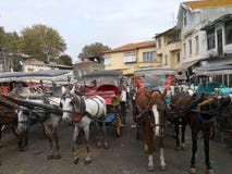 COSTANTINOPOLI, TURCHIA - 20 ottobre 2018 - cavallo legato ad un carretto in principessa Island Buyukada fotografia stock COSTANTINOPOLI, TURCHIA - 20 ottobre 2018 - cavallo legato ad un carretto in principessa Island Buyukada fotografia stock