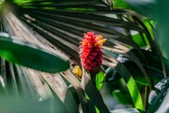 Costus Comosus var Bakeri - planta Foto de archivo Costus Comosus var Bakeri - planta Foto de archivo