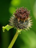 Costus, species van distel, geneeskrachtige installatie inheems aan India royalty-vrije stock afbeeldingen Costus, species van distel, geneeskrachtige installatie inheems aan India royalty-vrije stock afbeeldingen