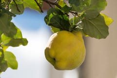Cotogno con frutta matura Cotogna matura gialla La cotogna è pronta per raccogliere fotografie stock Cotogno con frutta matura Cotogna matura gialla La cotogna è pronta per raccogliere fotografie stock