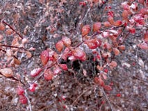 Cotoneaster Ijzige Bladeren stock fotografie Cotoneaster Ijzige Bladeren stock fotografie