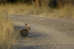 Cottontail rabbit: sunlit gravel path fringed with golden grasses royalty free stock photography Cottontail rabbit: sunlit gravel path fringed with golden grasses royalty free stock photography