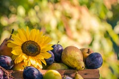 Coucher de soleil saisonnier de lumière de panier de fruits de fin d'été de jardin photo libre de droits Coucher de soleil saisonnier de lumière de panier de fruits de fin d'été de jardin photo libre de droits