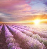 Coucher du soleil au-dessus d'un gisement violet de lavande image stock Coucher du soleil au-dessus d'un gisement violet de lavande image stock