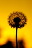 Coucher du soleil de fleur