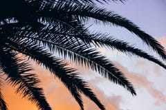 Coucher du soleil tropical et fond vif de palmettes photos stock Coucher du soleil tropical et fond vif de palmettes photos stock