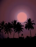 Coucher du soleil tropical, silhouette de palmier illustration libre de droits Coucher du soleil tropical, silhouette de palmier illustration libre de droits