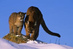 Cougar Teaching Her Cub How to Hunt