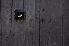 Dying flower placed on the grid of an old rustic door royalty free stock image Dying flower placed on the grid of an old rustic door royalty free stock image
