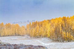Couleur et neige de chute dans le Colorado photographie stock Couleur et neige de chute dans le Colorado photographie stock