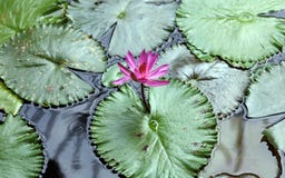 Couleurs beautful pourpres de Flor de loto de loto de fleur de lis image libre de droits Couleurs beautful pourpres de Flor de loto de loto de fleur de lis image libre de droits