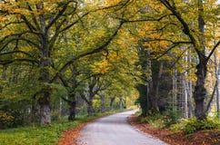 Country Road Among Old Oaks Royalty Free Stock Images Country Road Among Old Oaks Royalty Free Stock Images