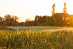 Country Side Nature Evening Background Stock Image