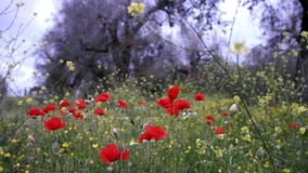 Countryside with trees and poppies