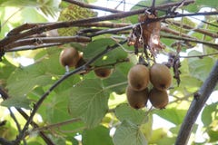 Coup frais de kiwi sur une branche image stock Coup frais de kiwi sur une branche image stock
