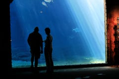 Couple in aquarium Royalty Free Stock Photo Couple in aquarium Royalty Free Stock Photo