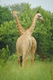 A couple of giraffe with green background stock photography A couple of giraffe with green background stock photography