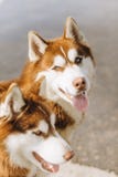 Couple husky dogs brownish white blue eyes royalty free stock photo Couple husky dogs brownish white blue eyes royalty free stock photo